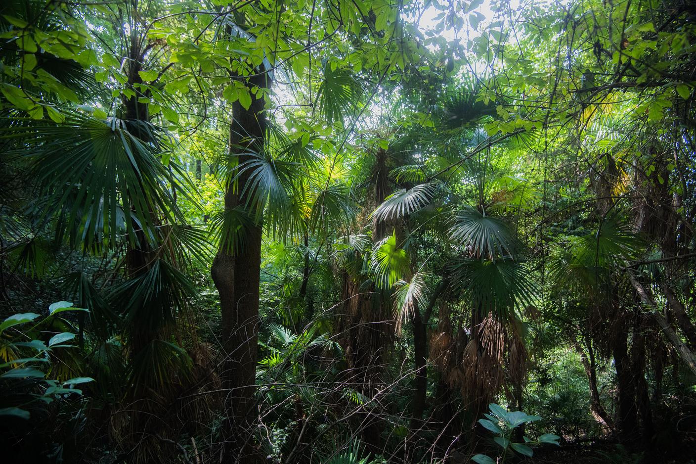 Quando le palme, qui in un bosco sopra Solduno, si danno alla macchia