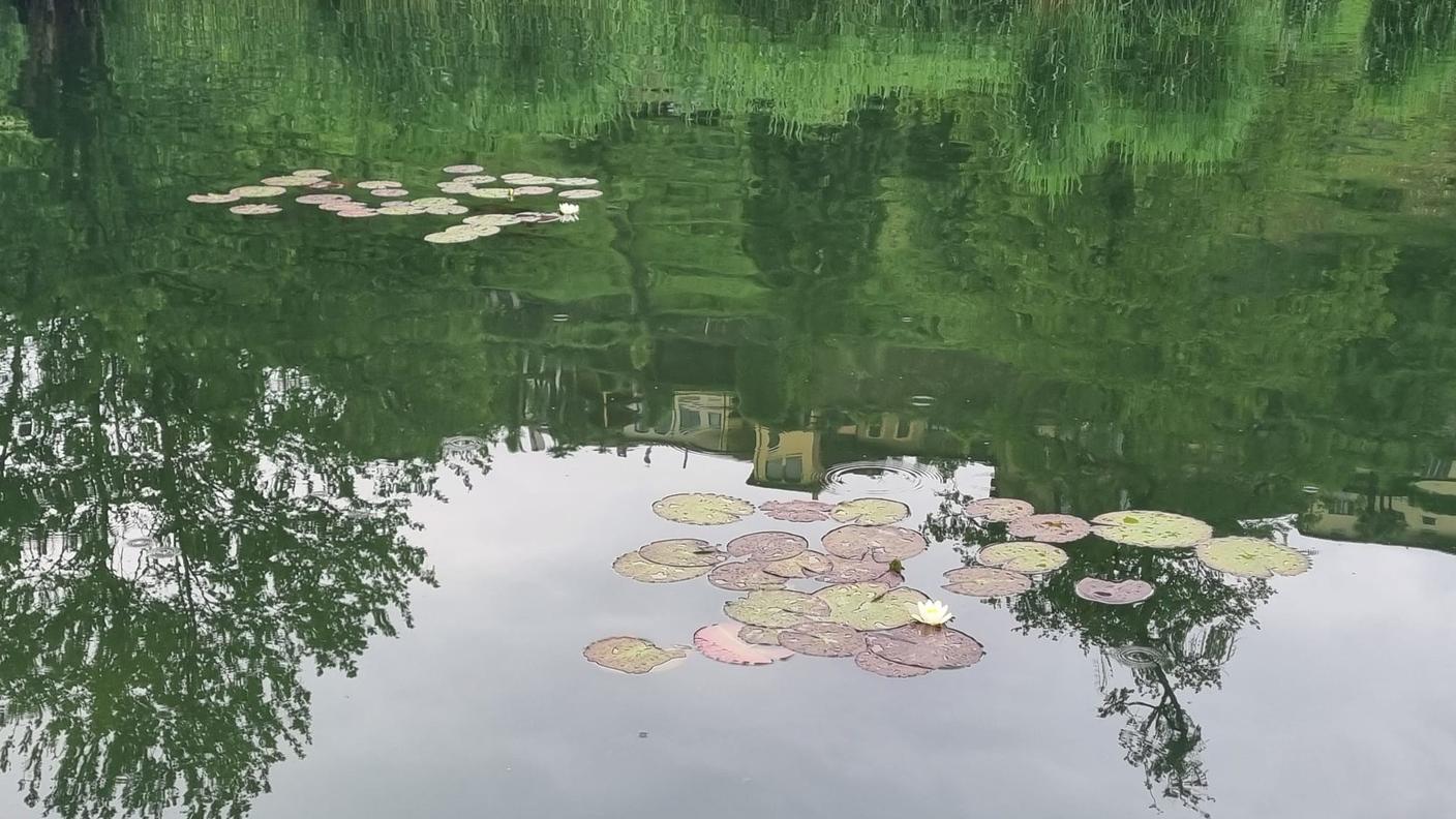 Le ninfee sono tornate a fiorire nel laghetto di Muzzano