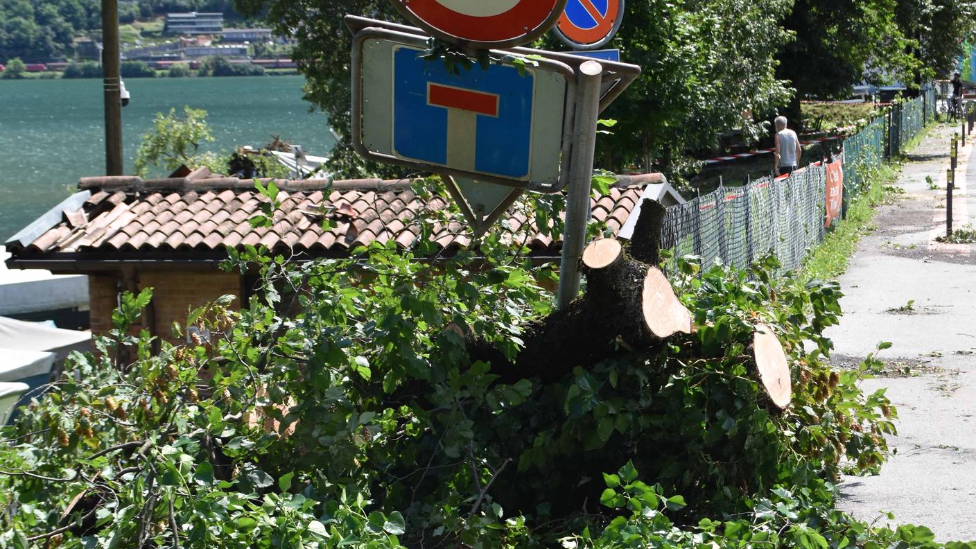 Cadute diverse piante
