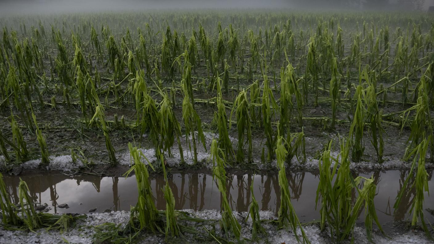 Coltivazioni sott'acqua sul Piano di Magadino