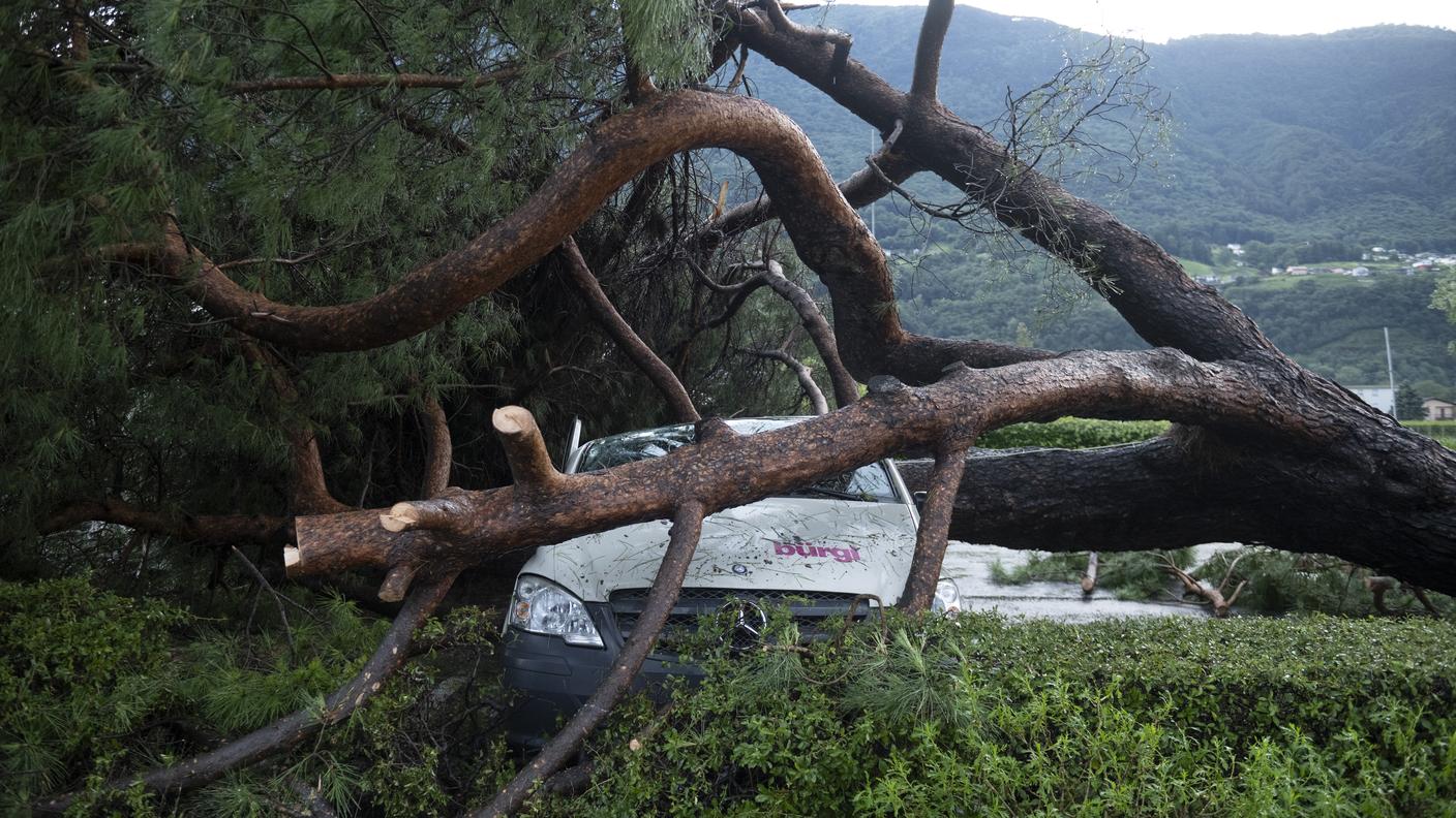 L'albero caduto su un furgone a Camorino