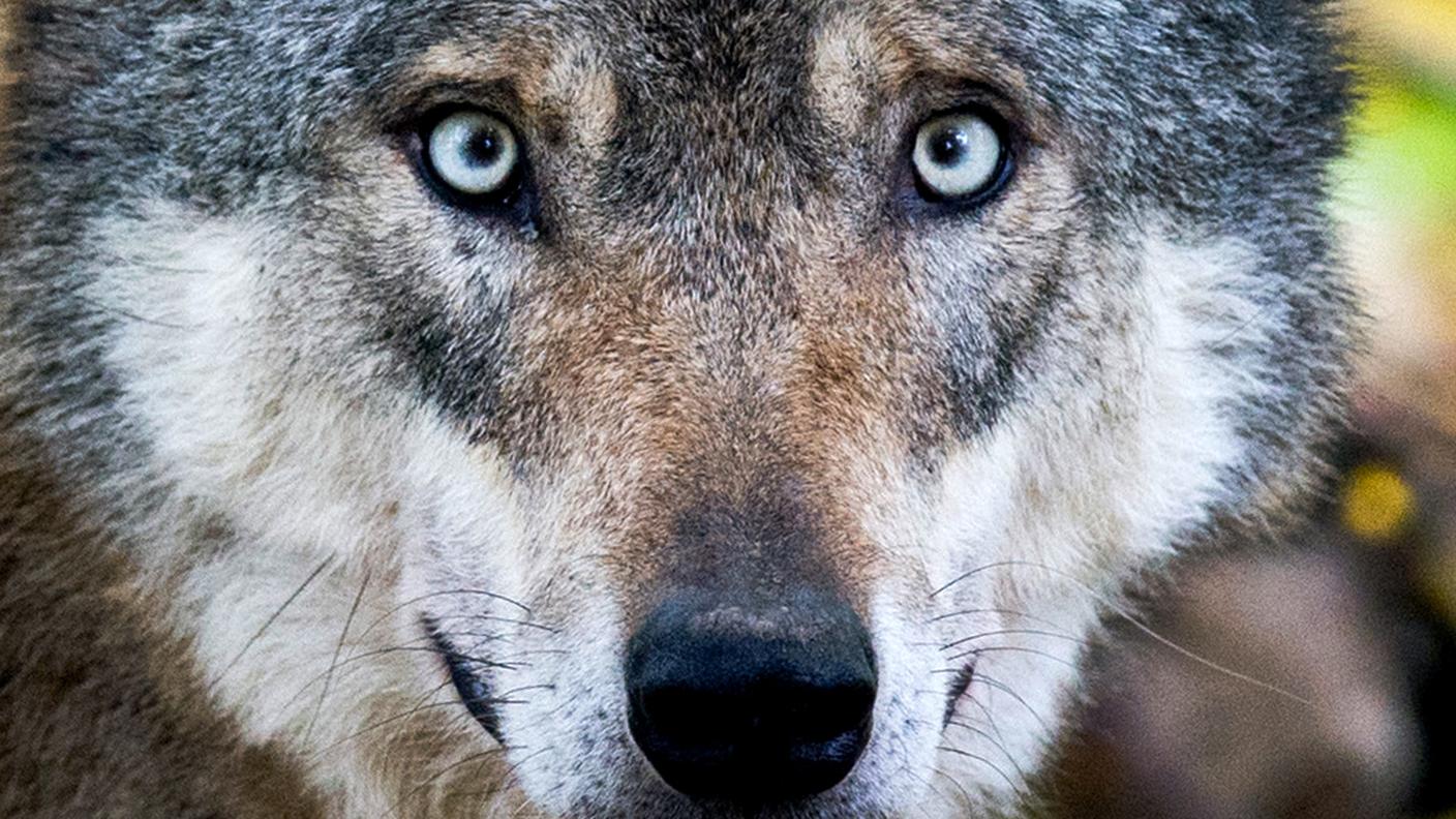 Un animale che divide