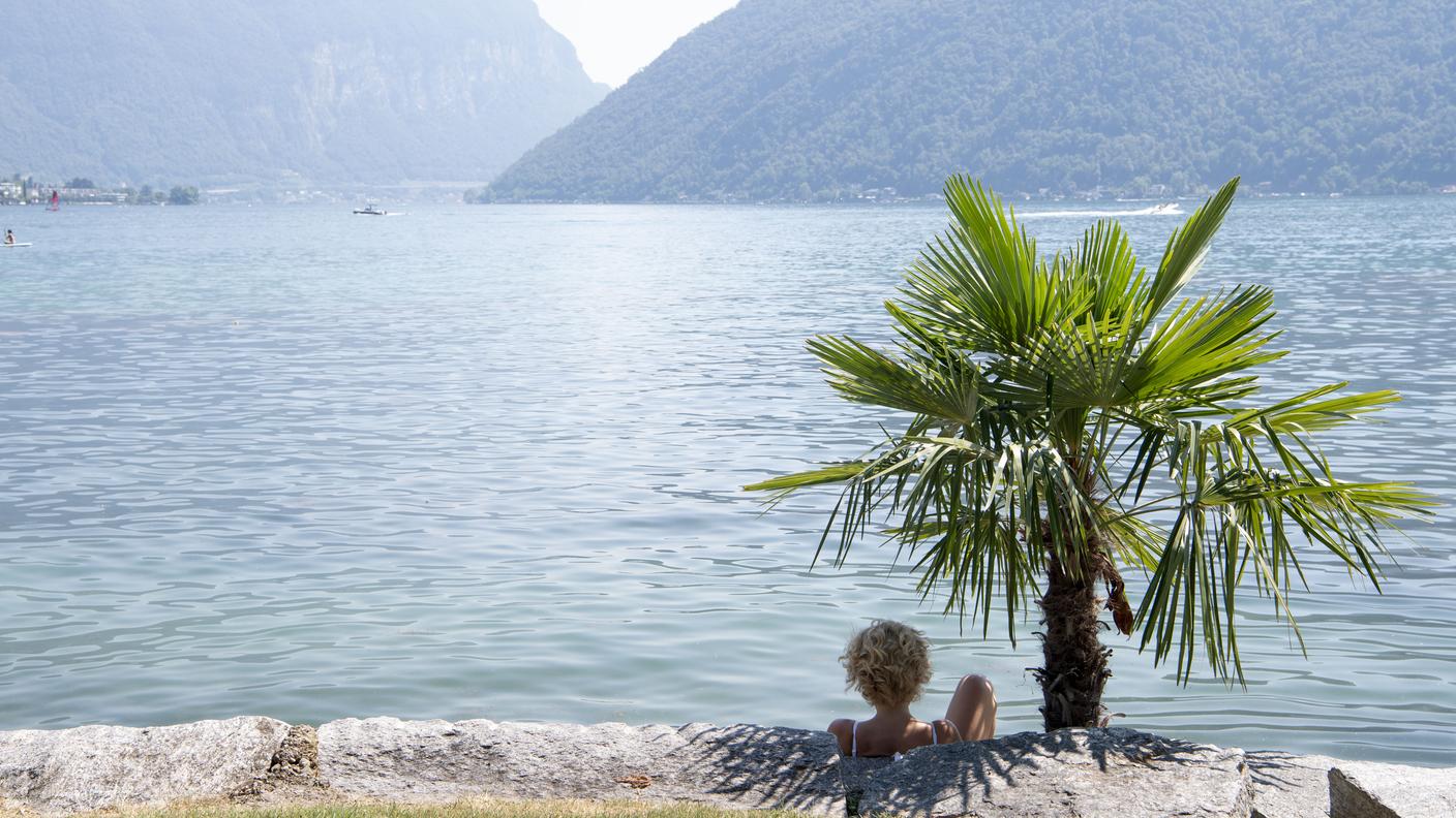 Anche le palme "ticinesi" vengono buone