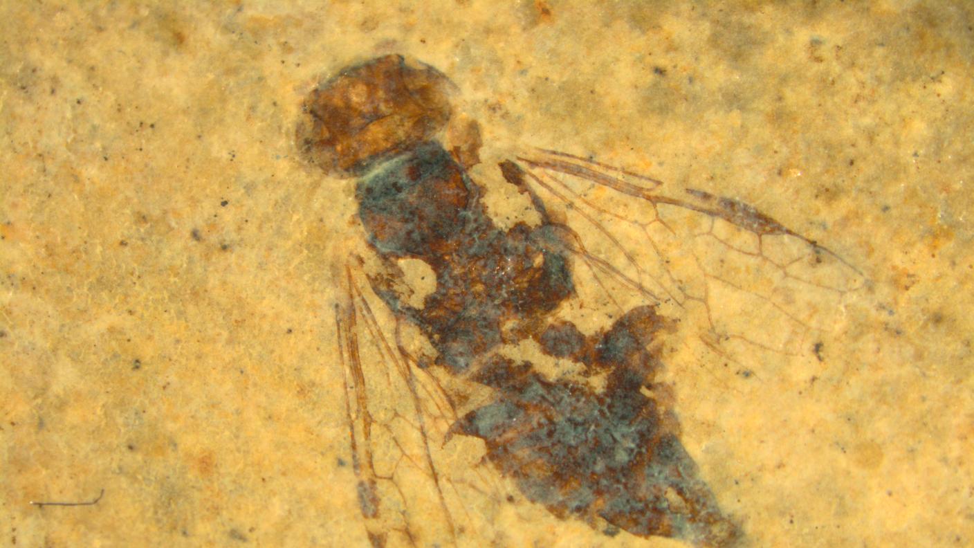 La più antica vespa mai scoperta
