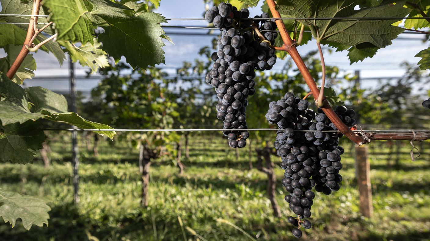 La vendemmia inizierà dopo il 22 settembre