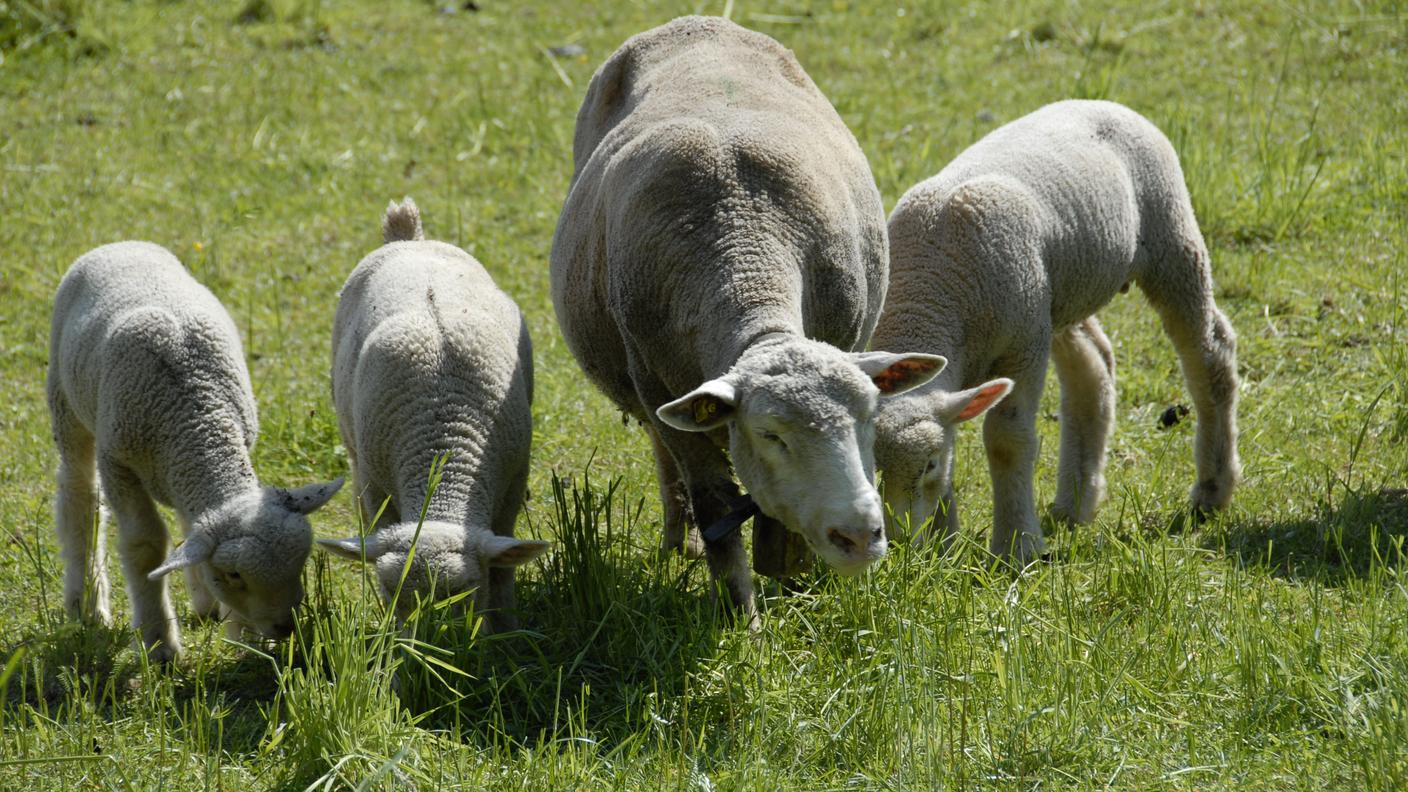 La malattia colpisce ovini e bovini