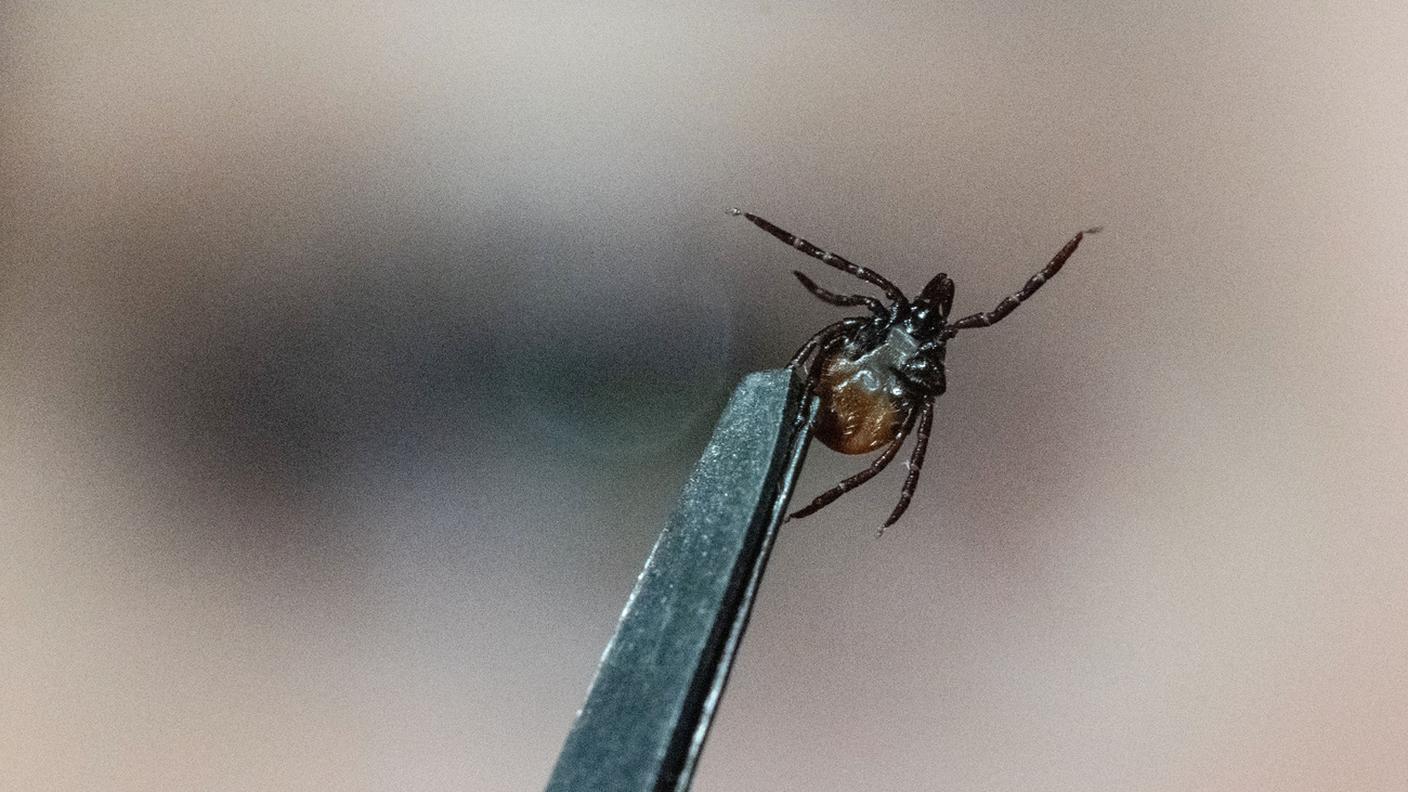 In Ticino ancora rari casi di zecche infette da Meningoencefalite FSME.