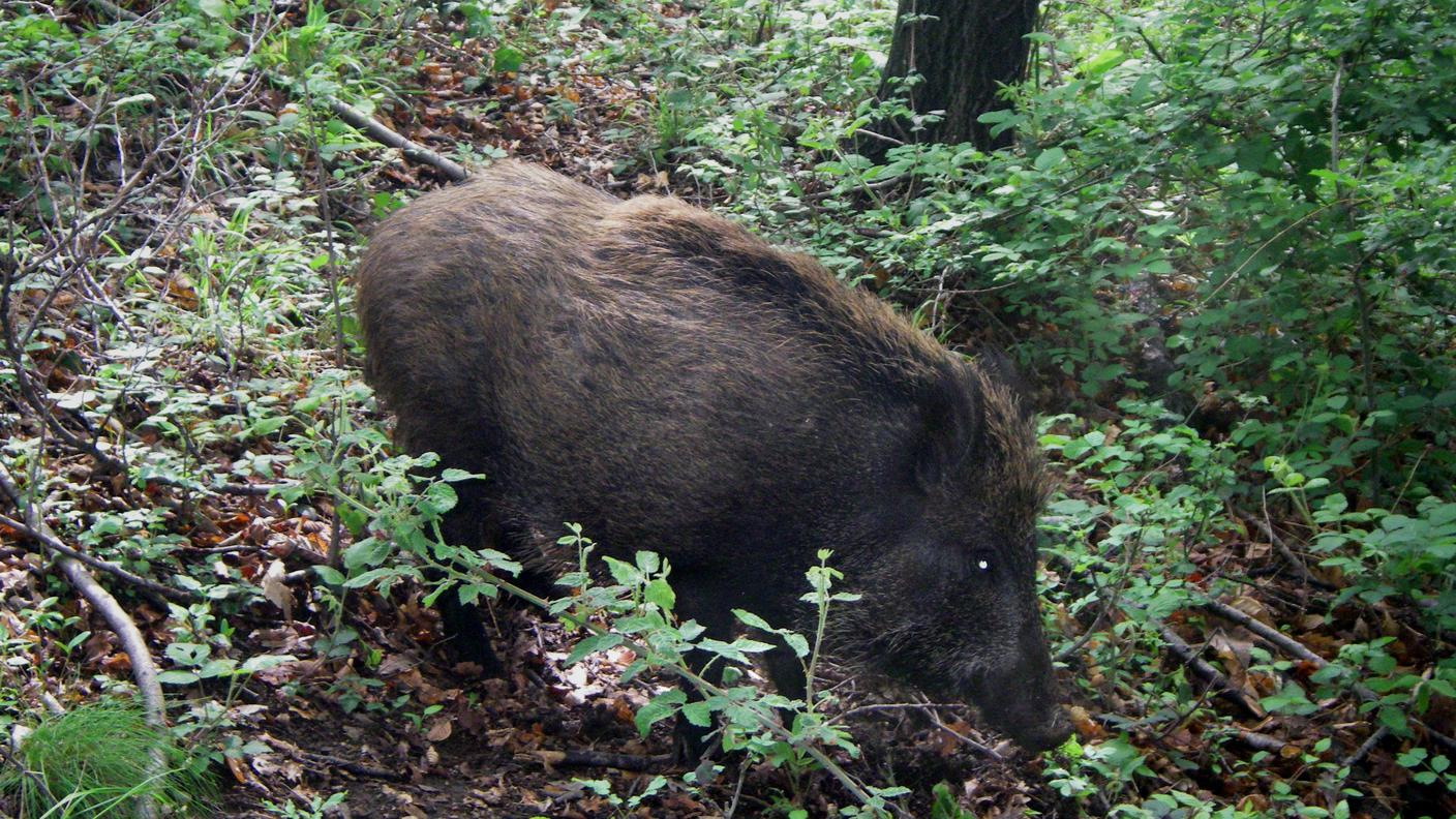 Un cinghiale nel Mendrisiotto