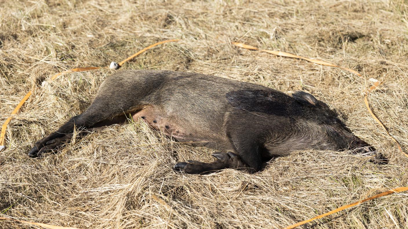 Uno scenario contempla il ritrovamento di una carcassa di cinghiale infetta