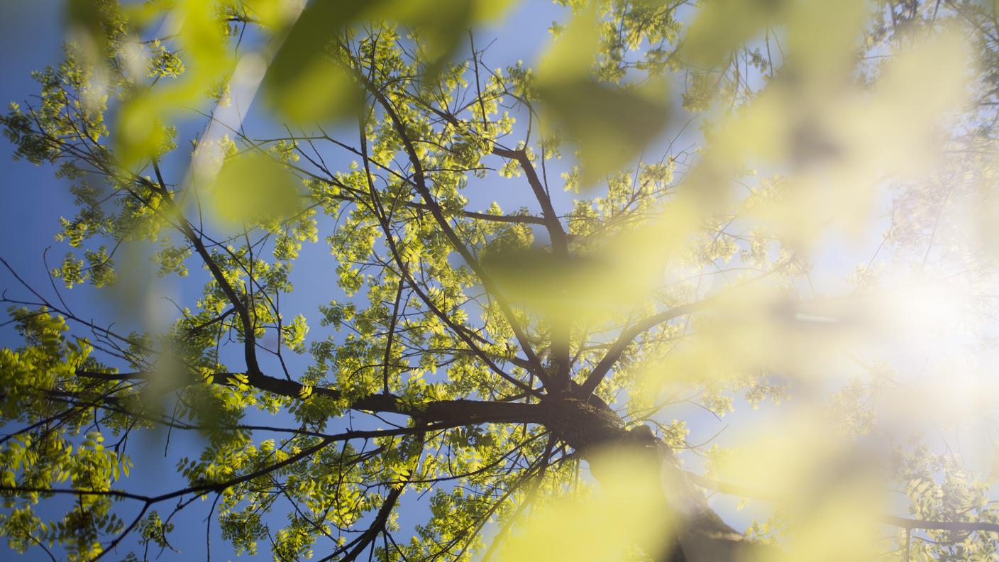 La vegetazione in primavera