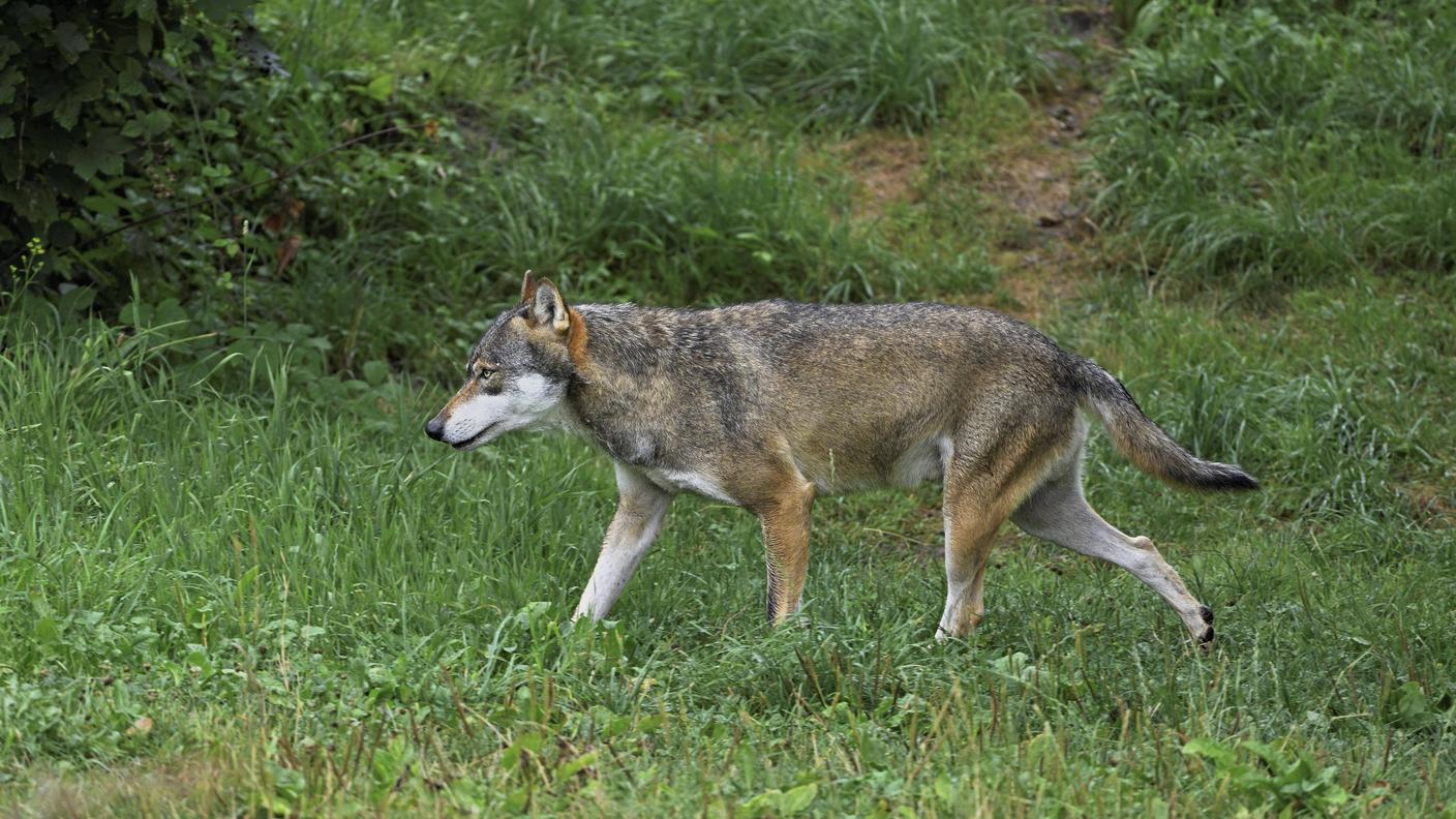 Il branco del Fuorn vive prevalentemente nel perimetro della riserva naturale tra Bassa Engadina e Val Monastero