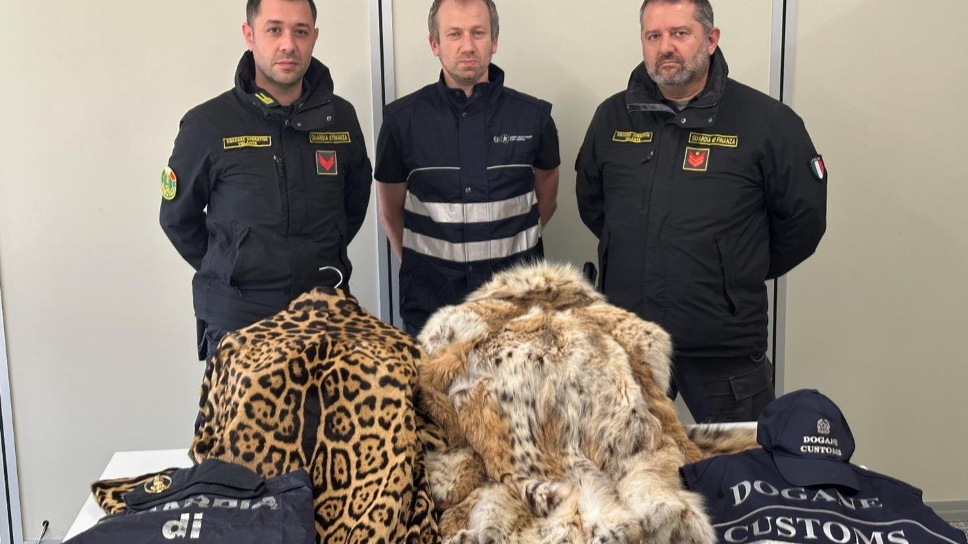 Le due pellicce composte con pelli di lince e di giaguaro