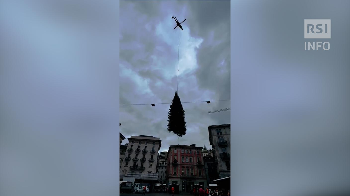 L'arrivo dell'albero di Natale in Piazza della Riforma
