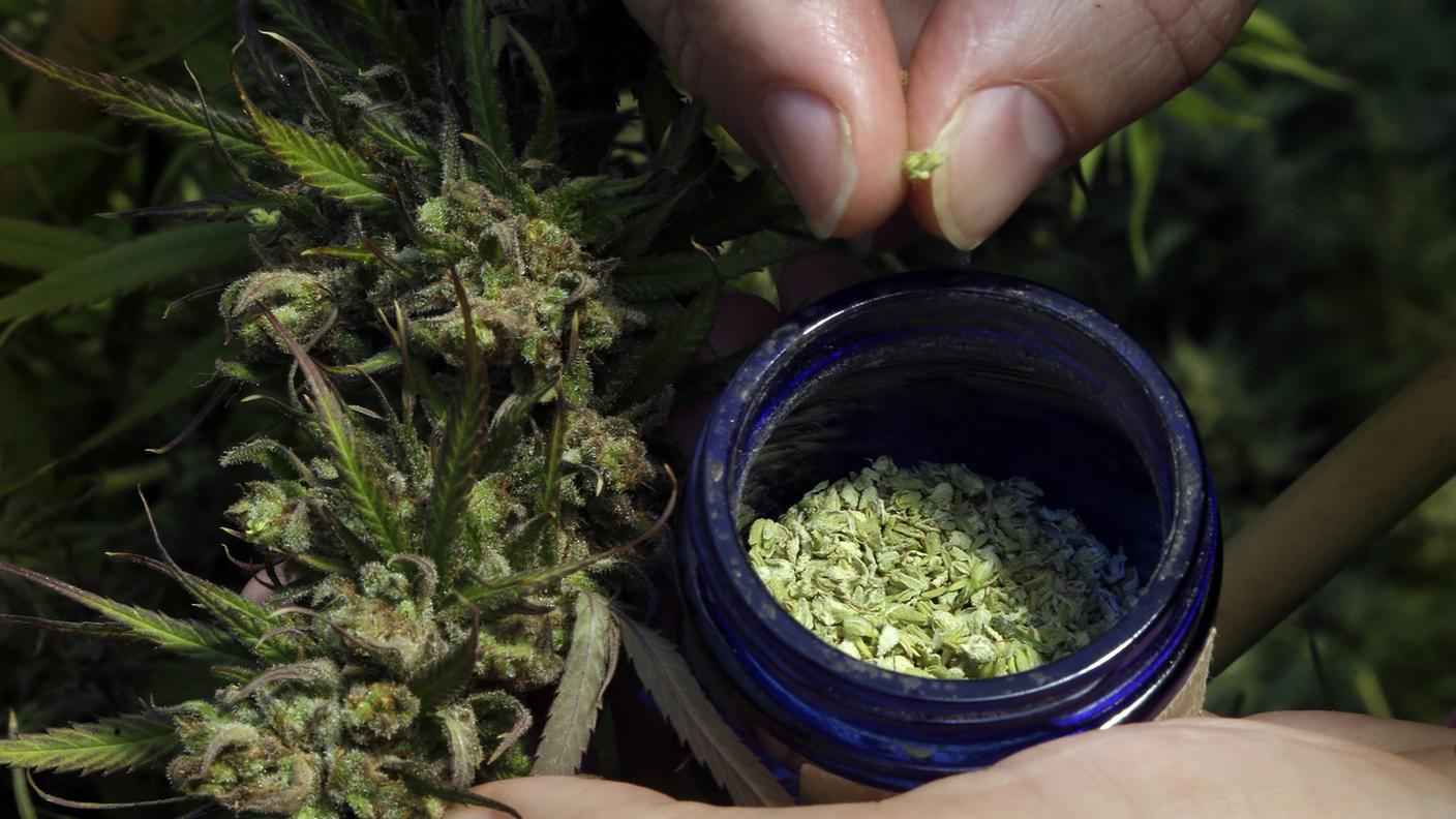 Cocaina e cannabis: sostanze diverse ma "problemi simili"