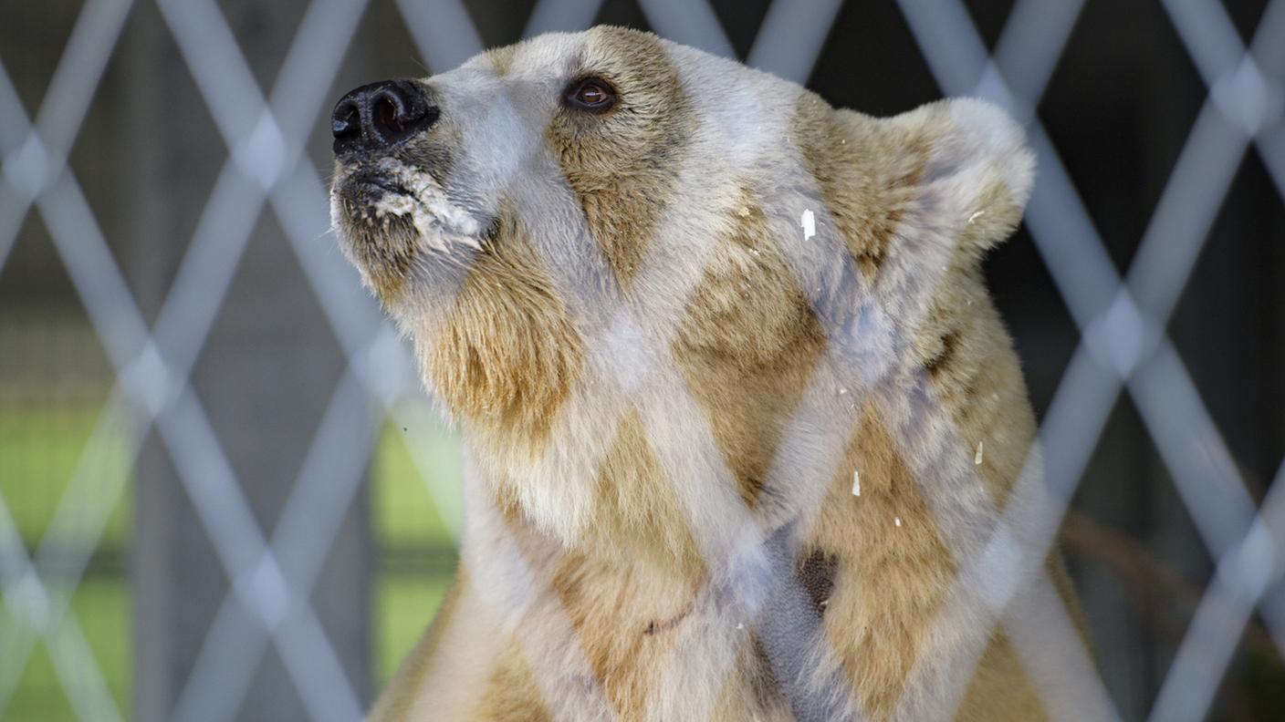 Napa, l'orso salvato da un circo serbo dall'associazione Vier Pfoten (Quattro zampe) 