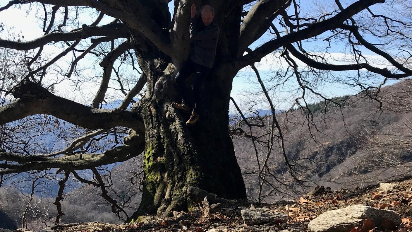I faggi, alberi maestosi ma fragili