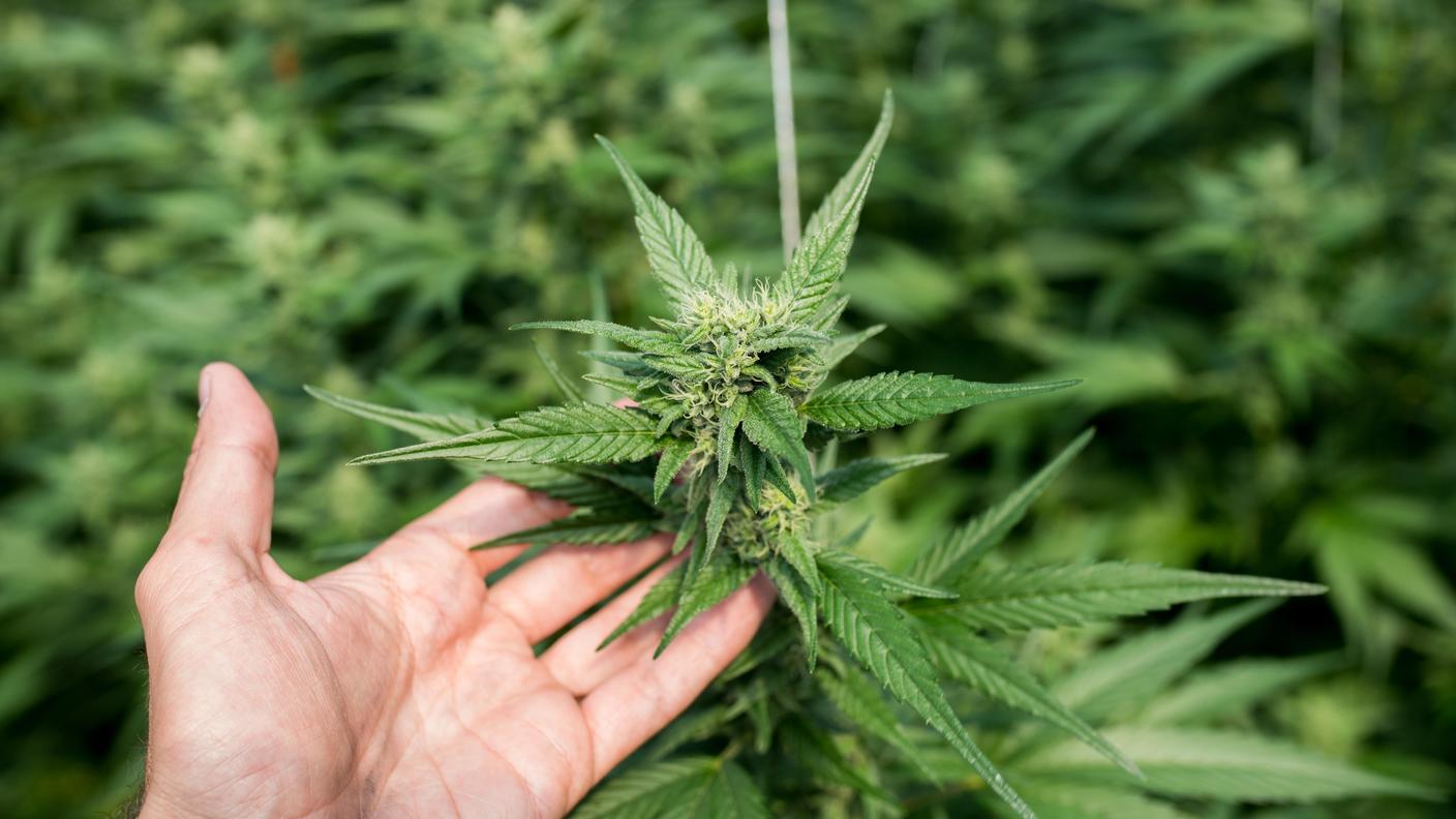 Le autorità hanno ora un sistema più celere per verificare i tassi di THC nella canapa light