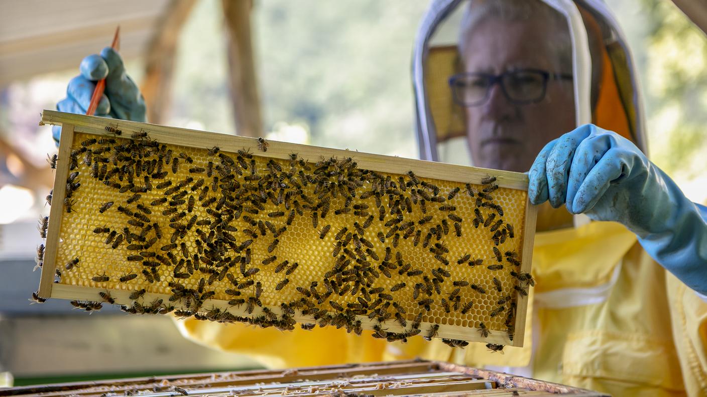 Marco Beltrametti di Mergoscia è stato uno dei primi apicoltori ticinesi ad usare Beepro per monitorare le sue arnie