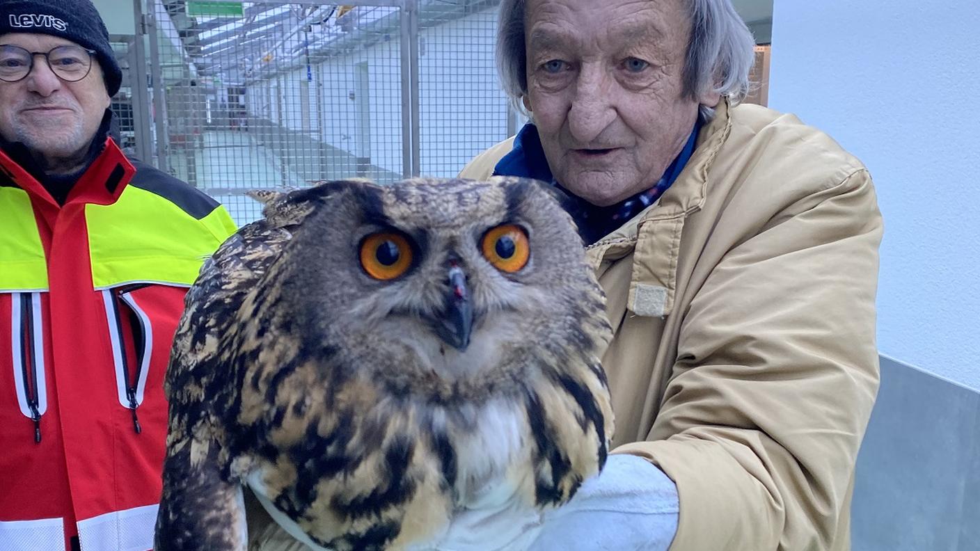 Silvestro con occhi magnetici e rapaci