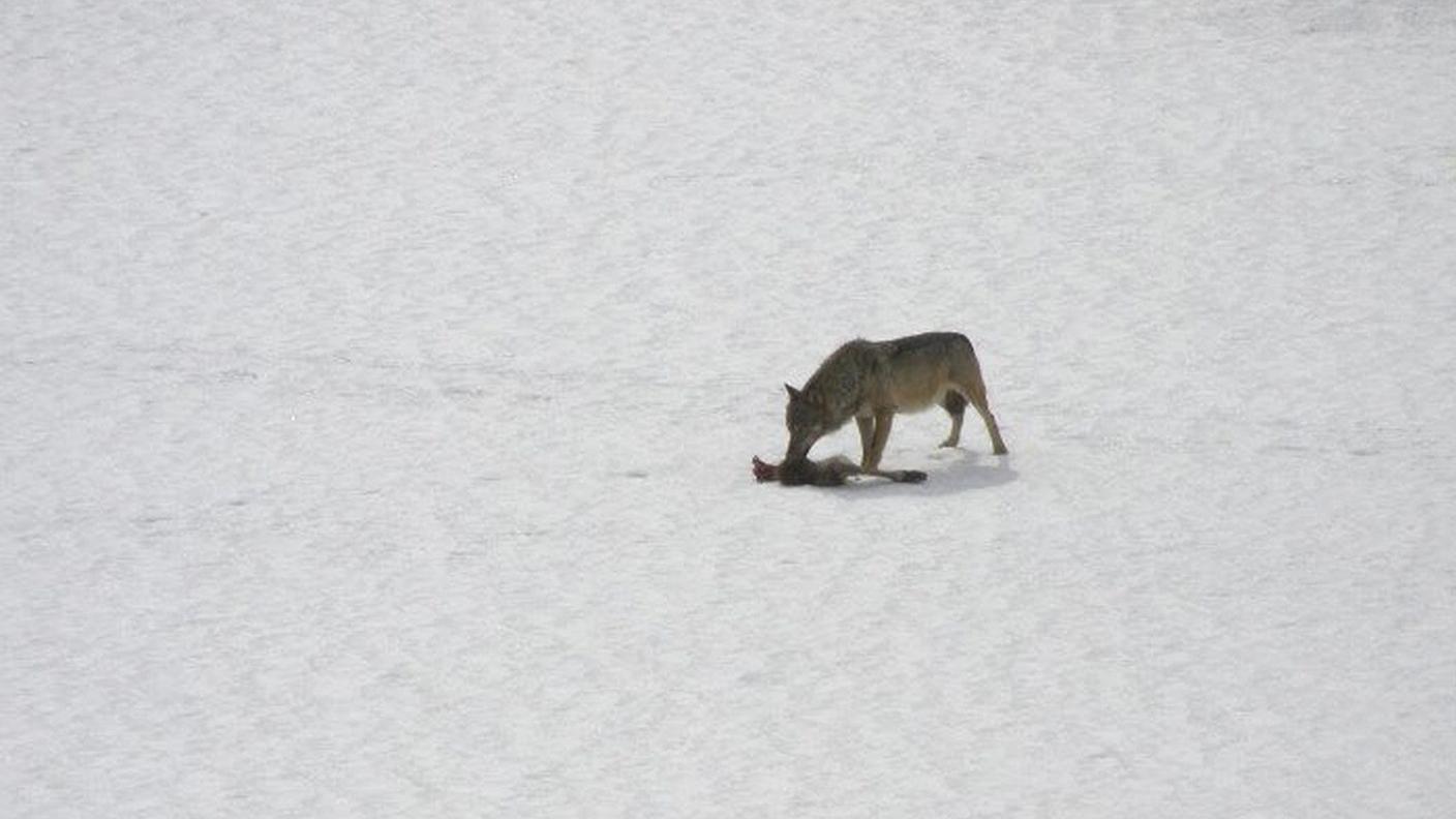 La vita invernale di un lupo