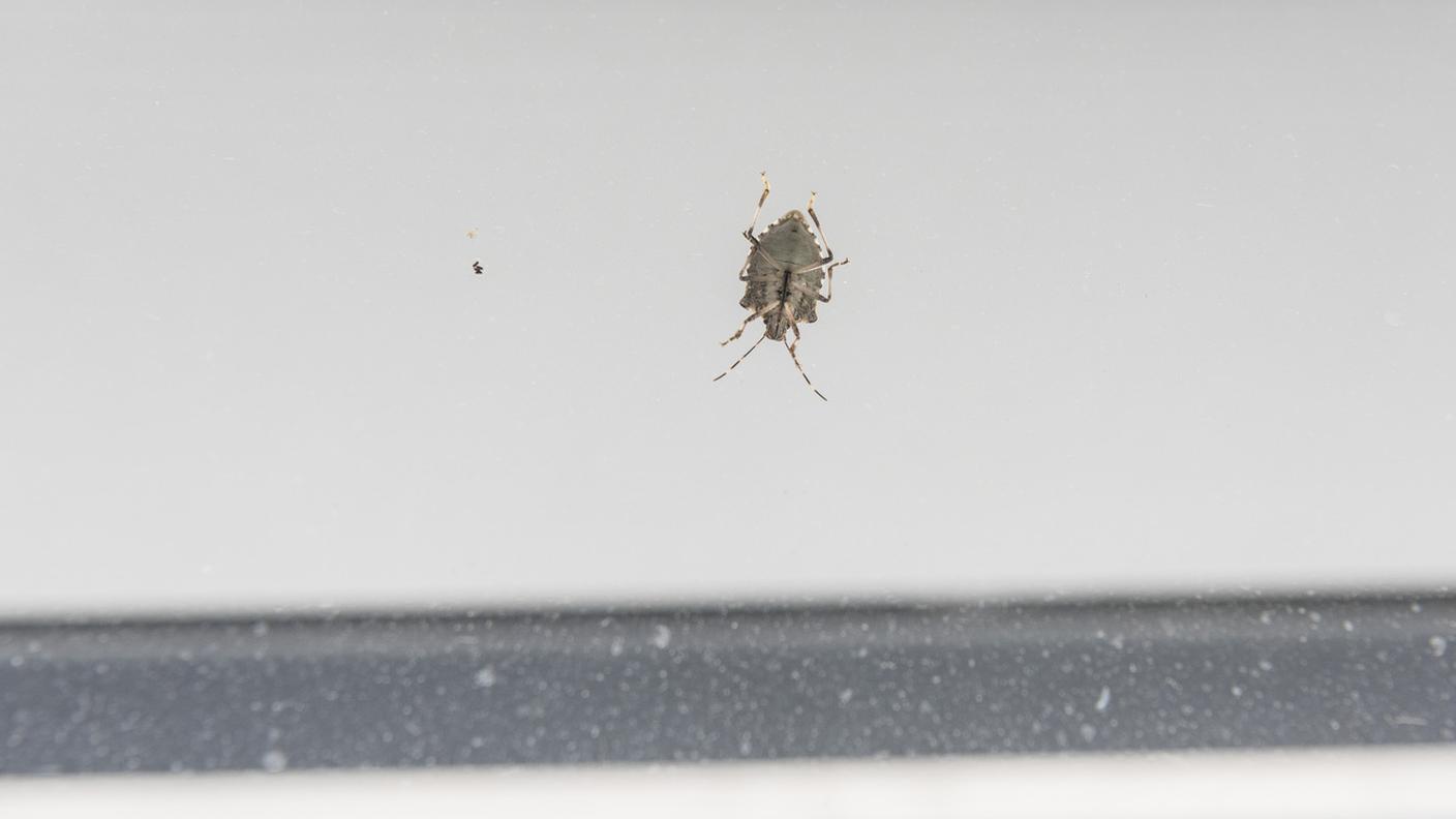 La cimice asiatica ha causato problemi anche in Ticino