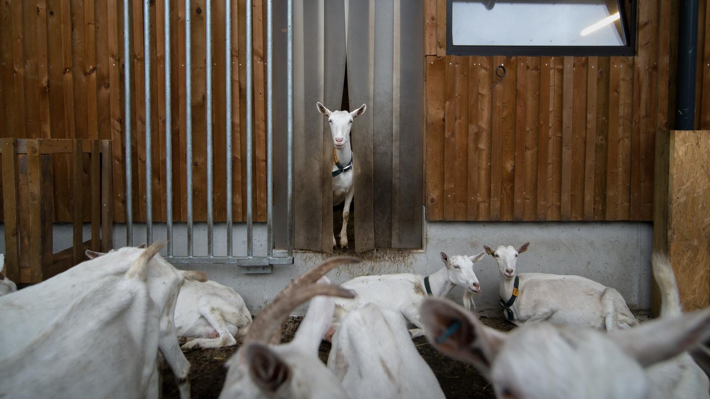 Settore agricolo sotto i riflettori