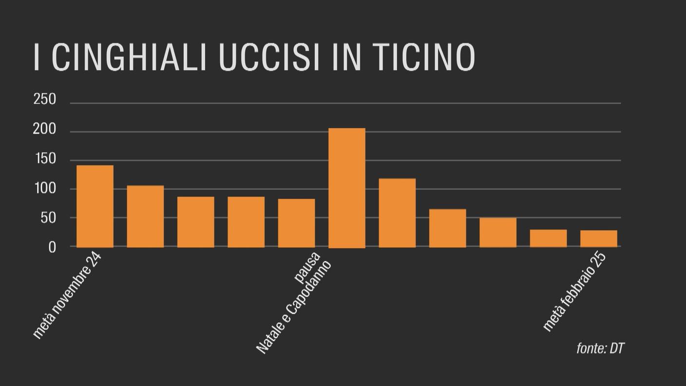 Cinghiali uccisi in Ticino tra novembre e febbraio