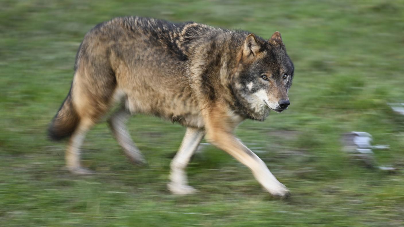 Con la nuova Ordinanza tocca ora ai Cantoni proteggere il bestiame dalle predazioni 