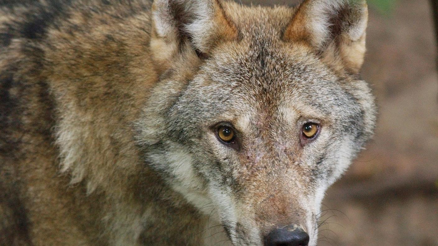 Una dozzina di branchi si aggirano nel cantone