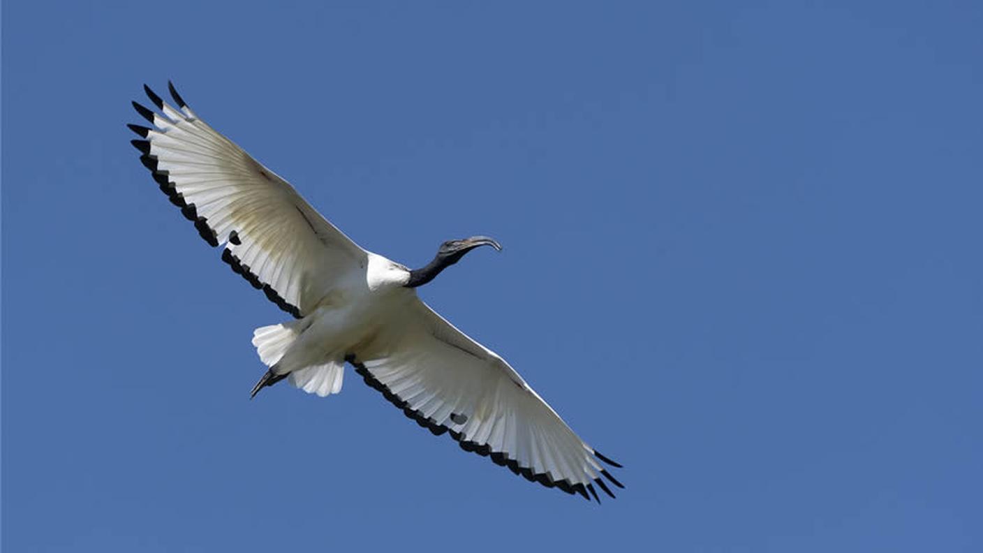 L'ibis sacro in volo