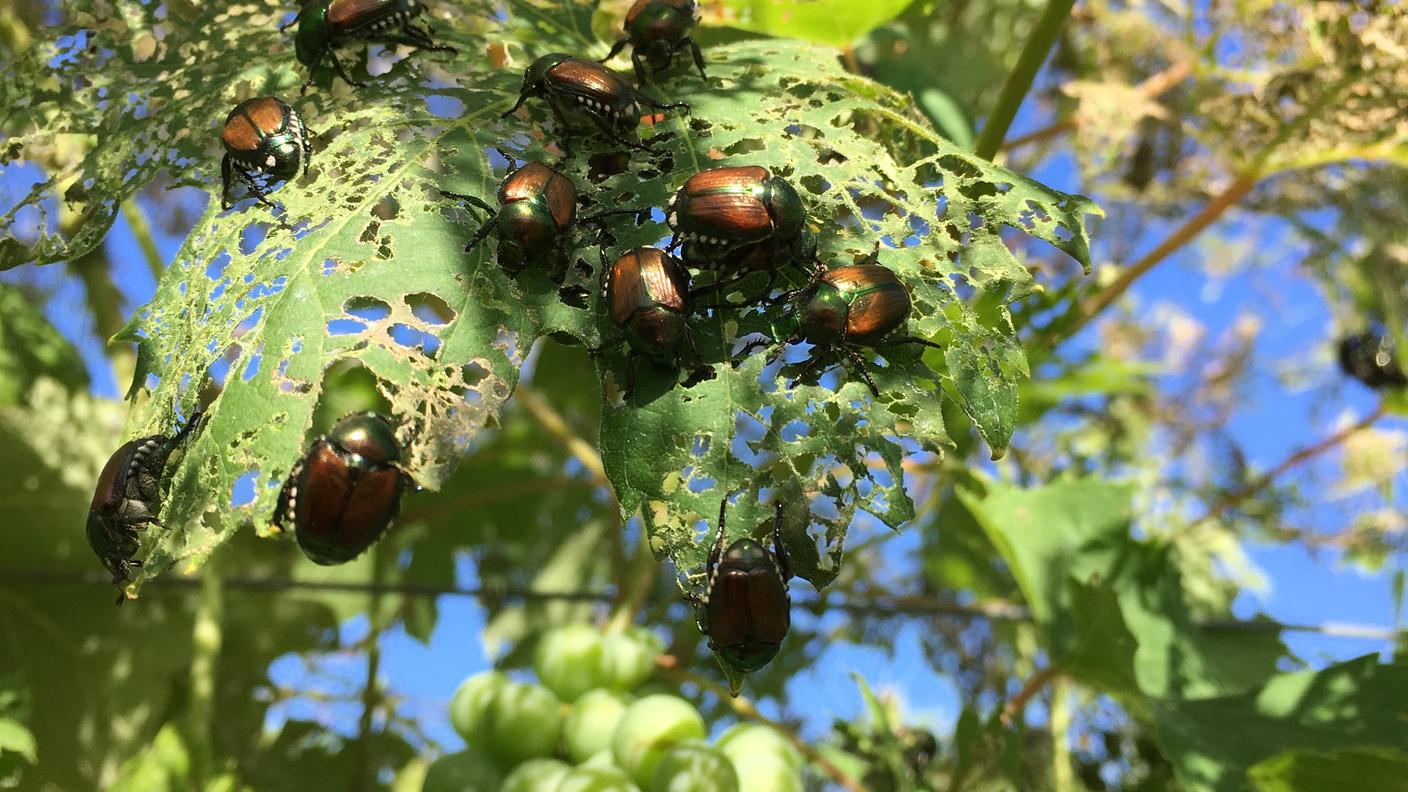 A segnalare la sua presenza fu l’agronomo Michele Colombo