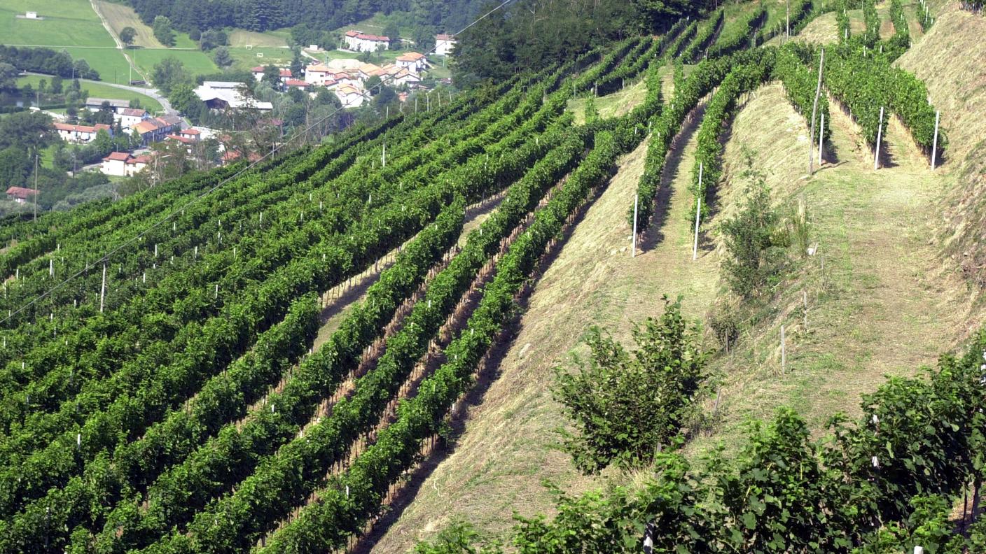 La malattia è comparsa in Ticino quindici anni fa