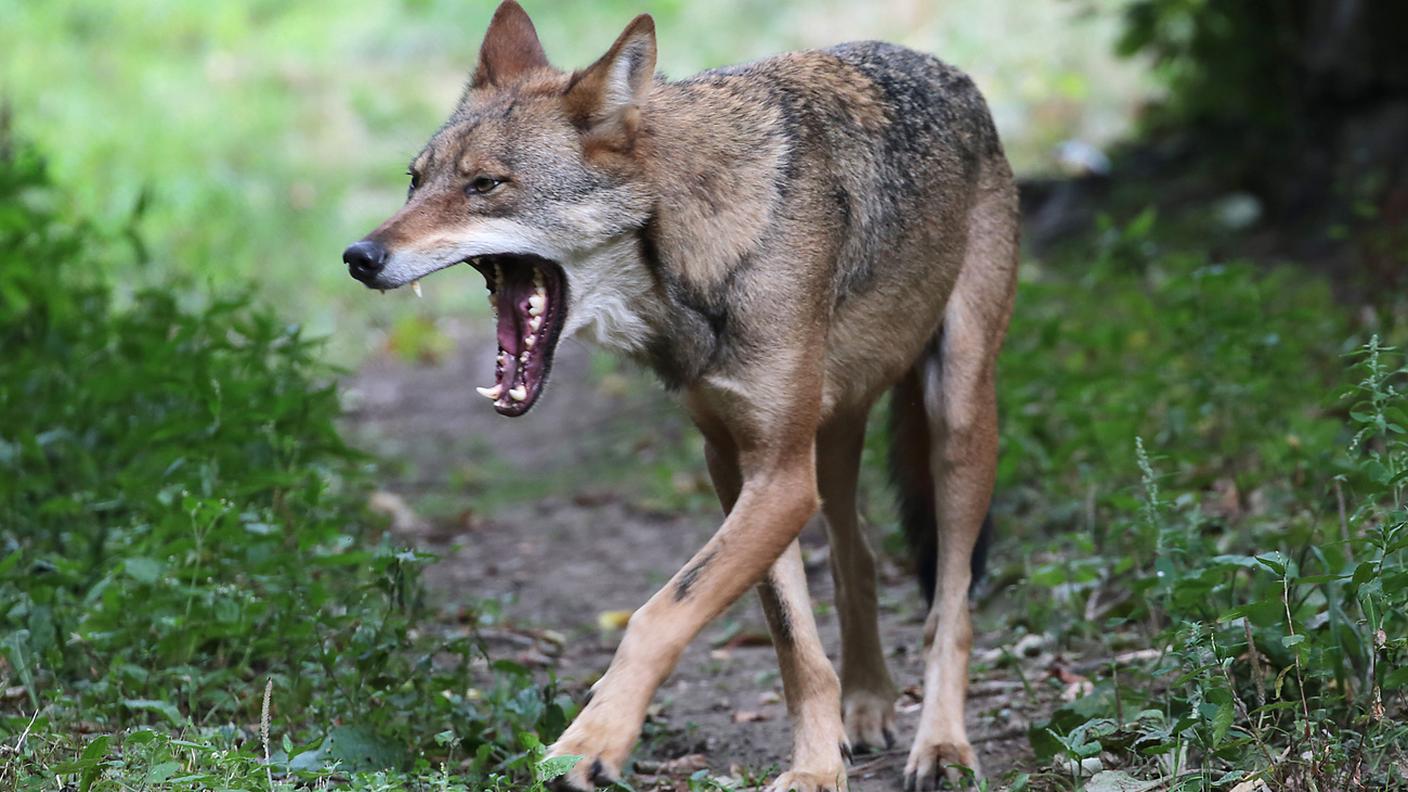 Un lupo all'attacco