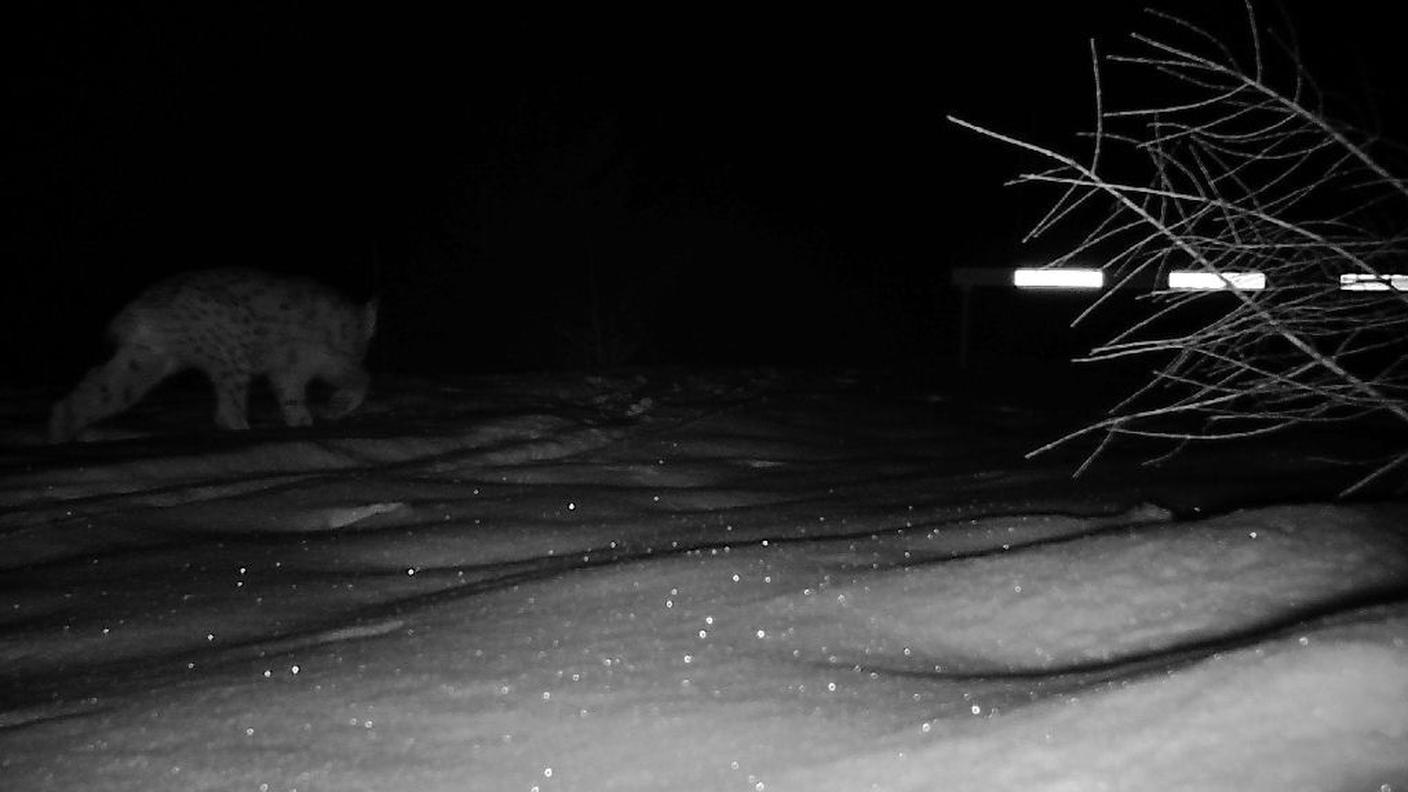 La lince in uno scatto precedente
