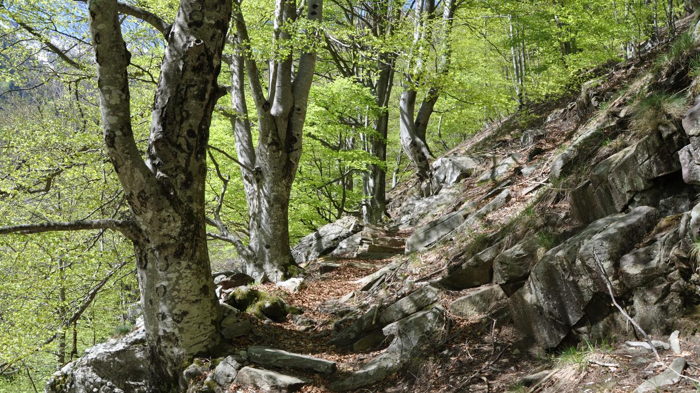 La faggeta