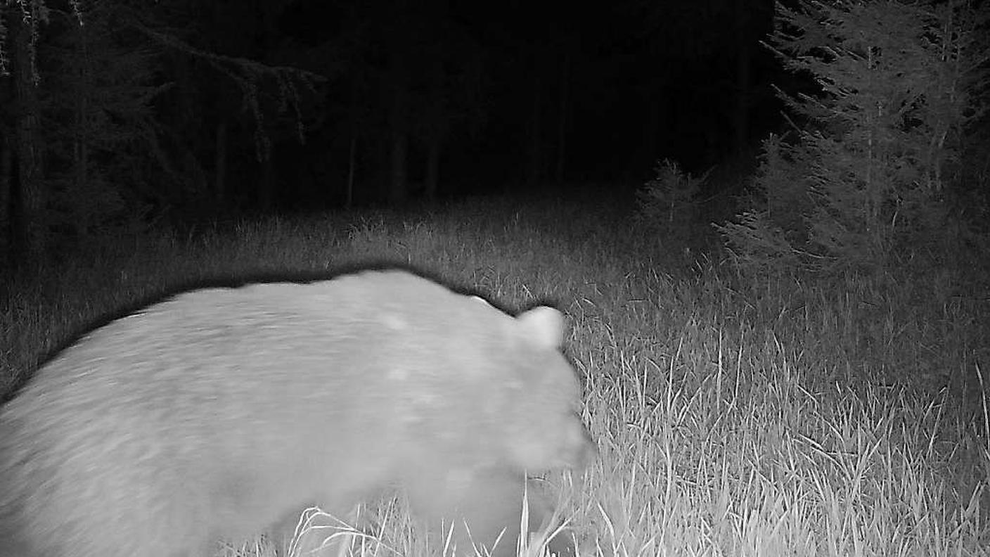 L'orso immortalato dalla fototrappola