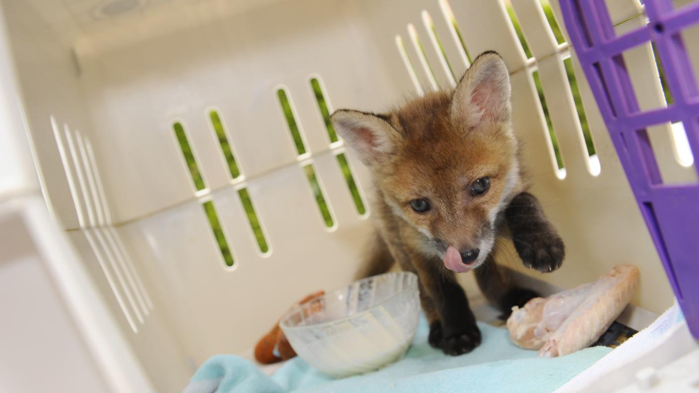 Un cucciolo di volpe soccorso dalla SPAB (foto d'archivio)