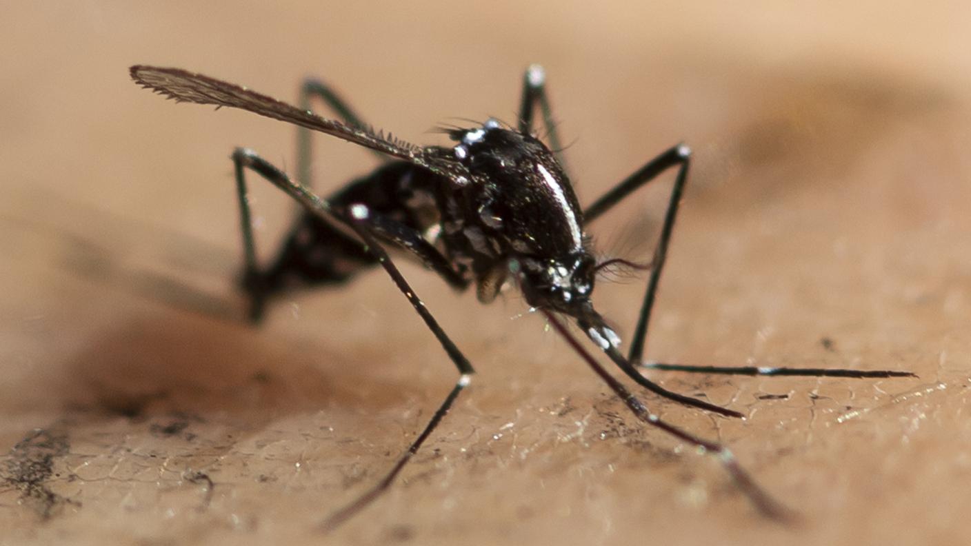 Nessun coronavirus è trasmissibile dalle zanzare