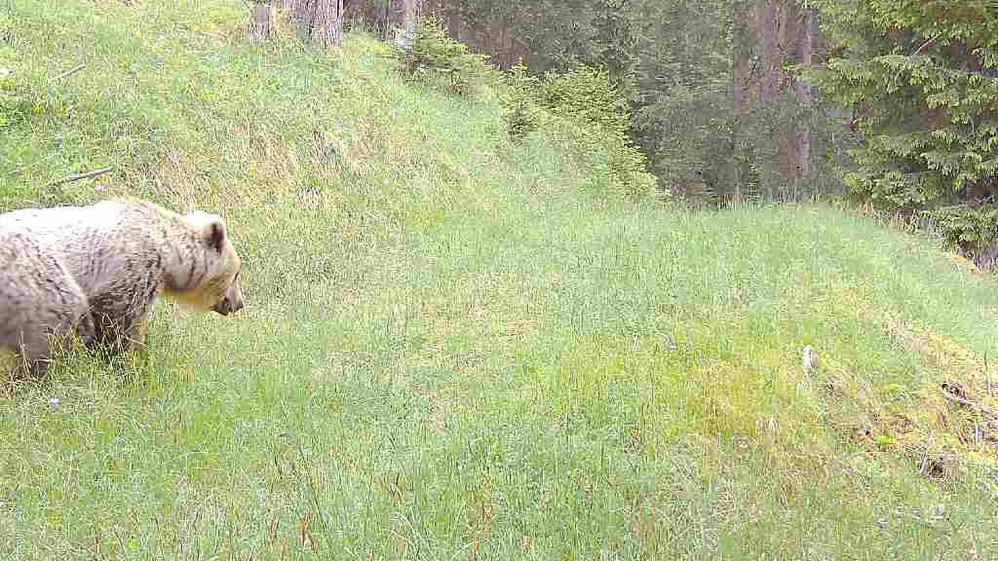 L'orso in un prato sopra Bergün lo scorso 10 giugno