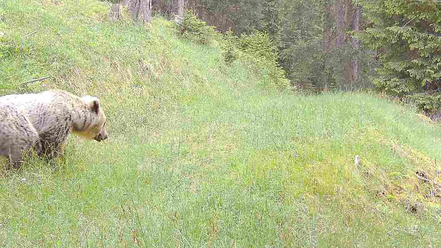 L'immagine dell'orso catturata da una fototrappola il 10 giugno sopra Bergün