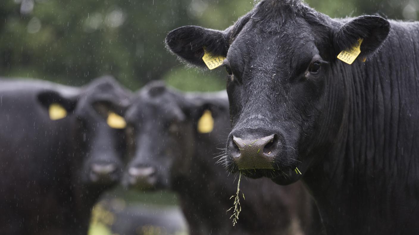 L'uccisione sul pascolo limita stress e disagi agli animali