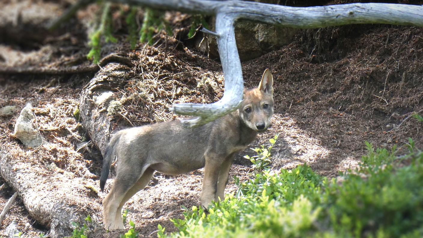Uno dei lupacchiotti del nuovo branco in Surselva