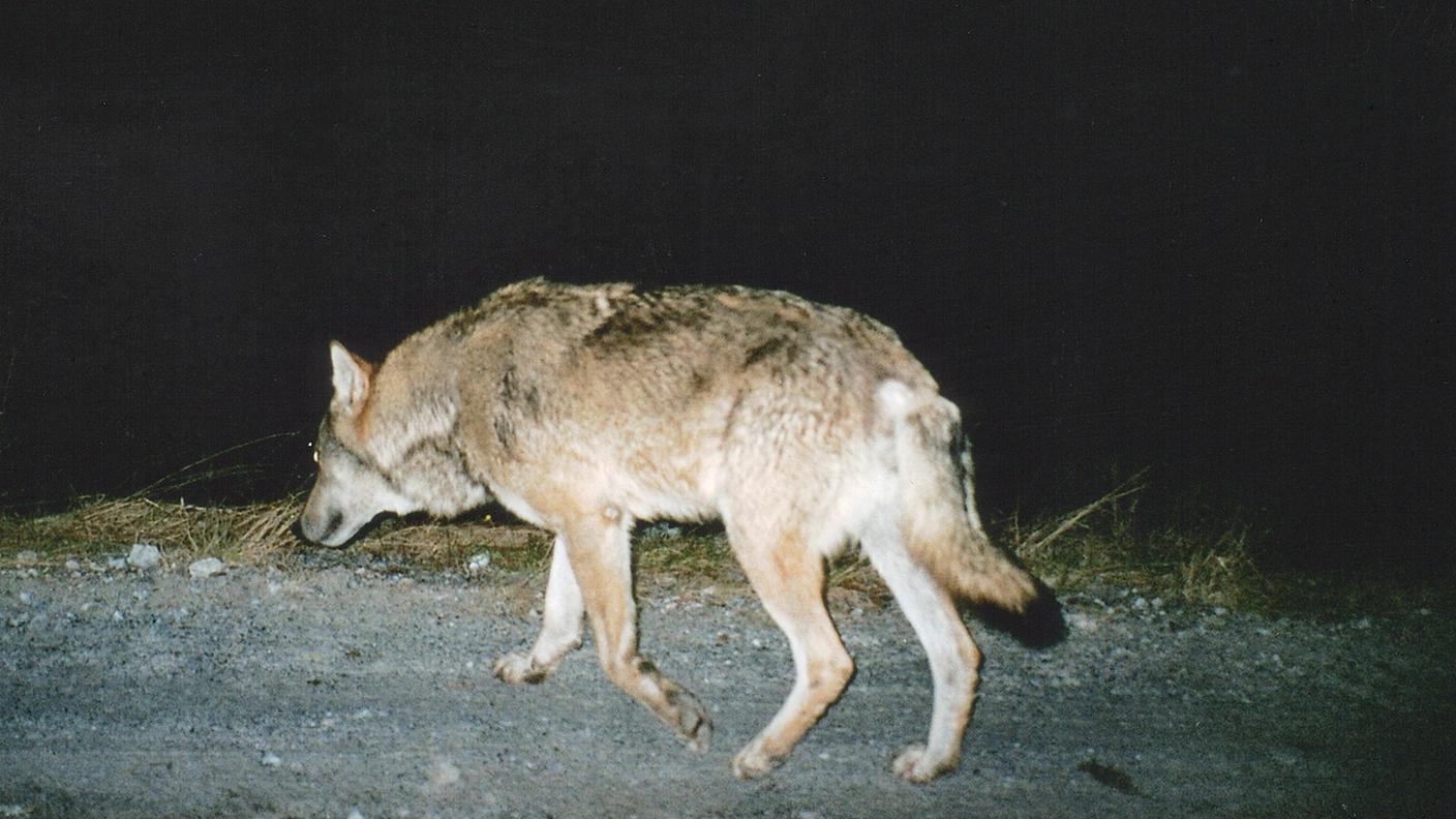 Diffusi i dati sulle predazioni del lupo nei Grigioni