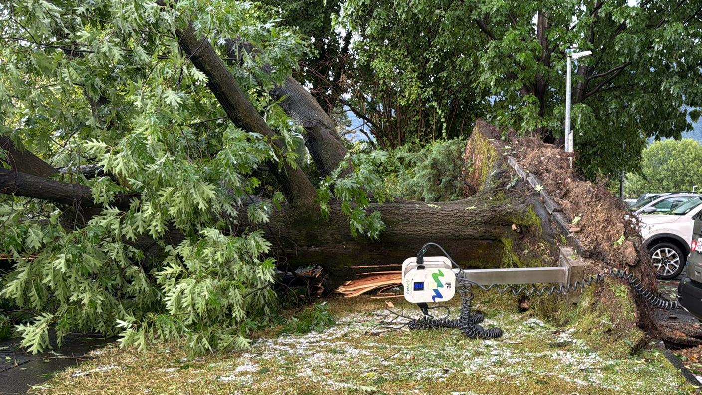 L'albero abbattuto dal violento temporale a Comano