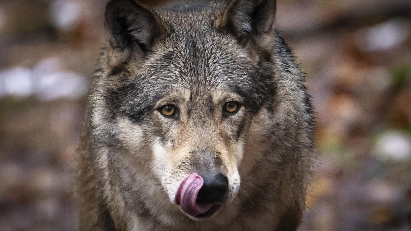 Gli appetiti dei lupo preoccupano gli allevatori grigionesi