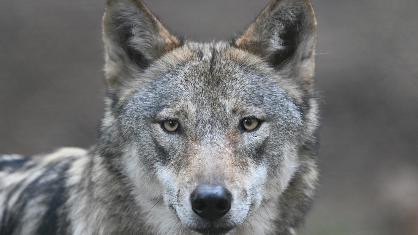 La presenza di un secondo branco in Bassa Engadina è stata confermata all’incirca due settimane fa e i lupi si muovono a sud del fiume Inn