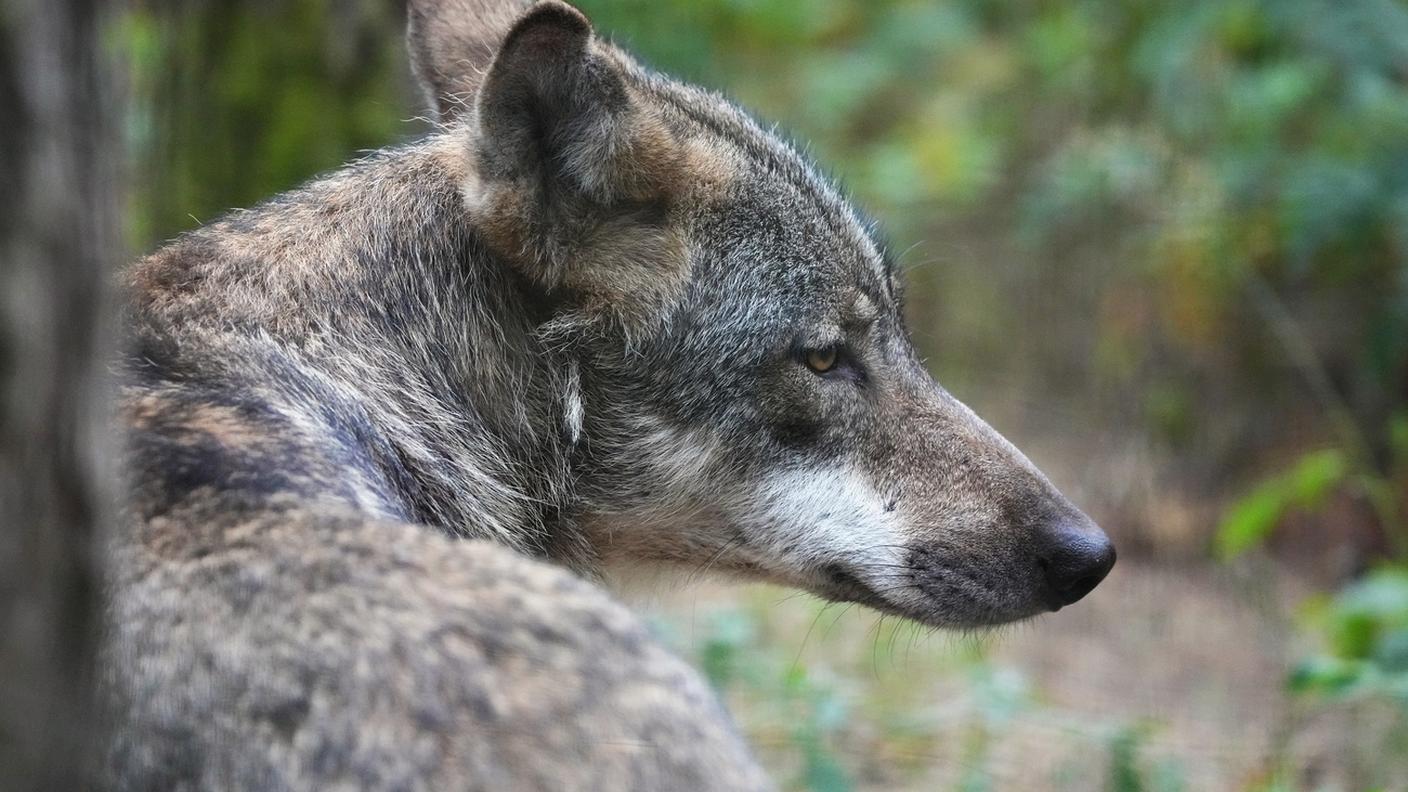 Con il bestiame domestico, al lupo vengono spesso a mancare alcune fasi della predazione