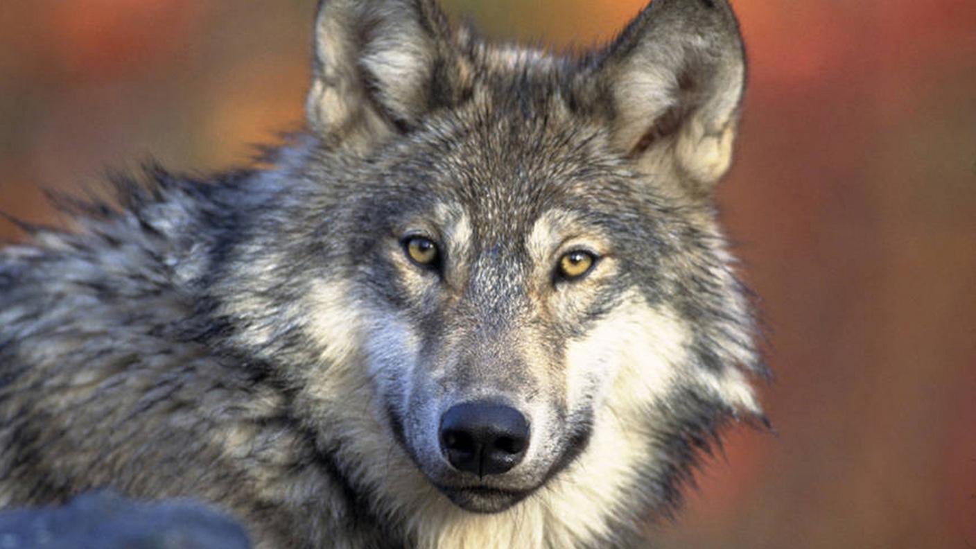 In Ticino la presenza del lupo non è più un fenomeno confinato sulle montagne e sugli alpeggi