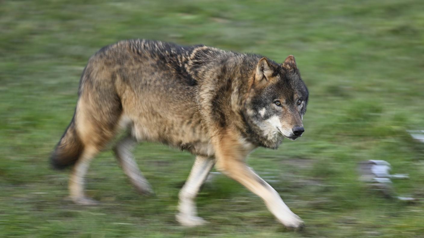 In Ticino sono stati eliminati 5 lupi tra settembre e fine gennaio