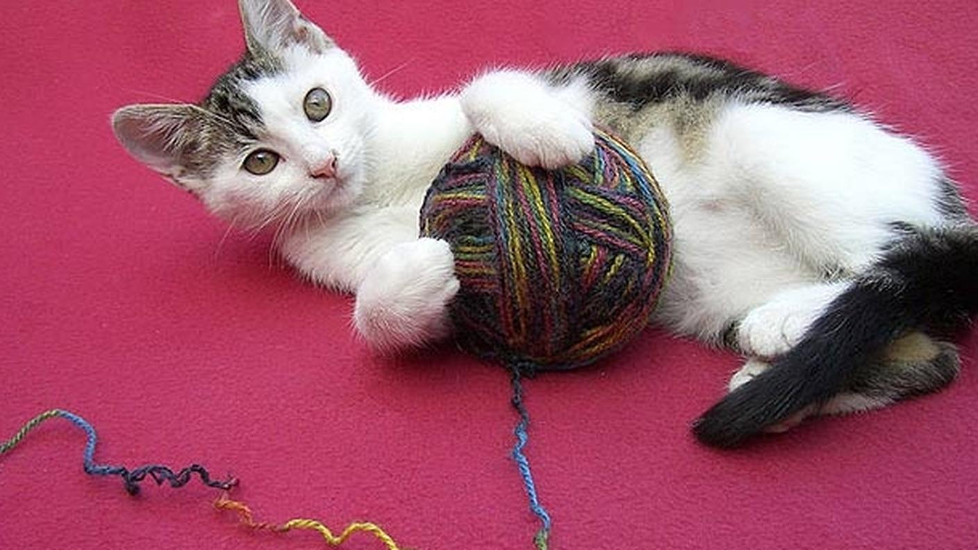 gatto_gomitolo.jpg
